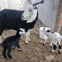 بز دوقلو زا با بزغاله|حیوانات مزرعه|گنبد کاووس, |دیوار