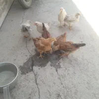جوجه
