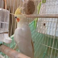 عروس هلندی نرلوتینو2ساله بالغ