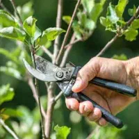 اصلاح و کاشت درخت