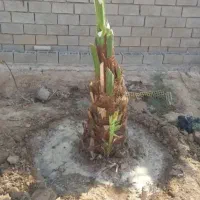 جهرمی|گل و گیاه طبیعی|جهرم, |دیوار