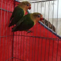 طوطی برزیلی