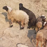 ۵ راس گوسفند شیره دار و ۲ راس بران زیبا