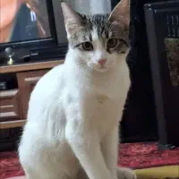 واگذاری گربه ماده