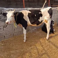 نوبر درجه یک