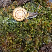 حلزون  Garden snail|خزنده|تهران, صفا|دیوار