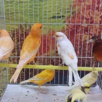 ۸۰ عدد قناری