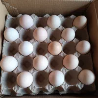 تخم مرغ محلی دوزرده و بلدرچین