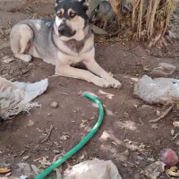 سگ نژاد ژرمن هاسکی