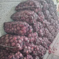 پیاز قرمز درجه ۱