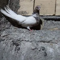 کله ای ماده