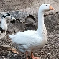غاز