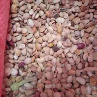 لوبیا چیتی آشی|خوردنی و آشامیدنی|شیراز, کوشک میدان|دیوار