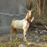 بز دورگ|حیوانات مزرعه|خورموج, |دیوار