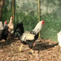 خروس ،مرغ،جوبه،