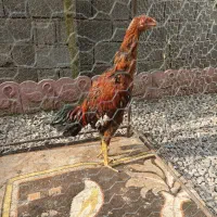 مرغ و خروس به فروش میرسد|حیوانات مزرعه|سیاهکل, |دیوار