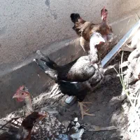 مرغ گردن لخت تخم گذار|حیوانات مزرعه|اهواز, شریعتی جنوبی|دیوار