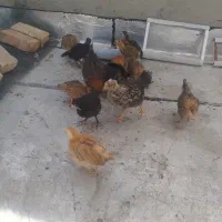 مرغ و خروس 45روزه
