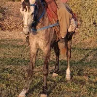 مریوان سرواباد