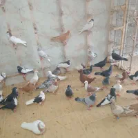 رنگی دورگ پلاکی طوقی سینه ای