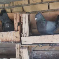 کبوتر اصفهانی ی بر صدادار