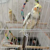 عروس هلندی جفت