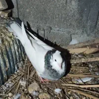 کبوتر طوقی قیمت 450الی 550|حیوانات مزرعه|خورموج, |دیوار