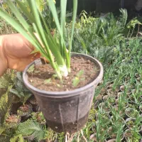 گل نرگس عطری پر ریشه پیاز قوی و درشت گل دار|گل و گیاه طبیعی|شلمان, |دیوار