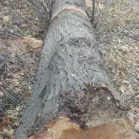 خرید چوب باغات|خدمات باغبانی و درختکاری|چناران, |دیوار