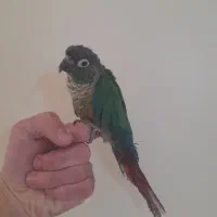 طوطی گرینچیک نر مست اهلی سهره ناب