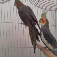 جفت عروس هلندی مولد|پرنده|مسجد سلیمان, |دیوار