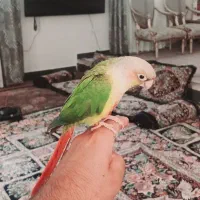 طوطی گرینچیک دستی