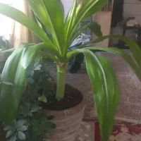 گل غول پیکر ۱۰۰۰۰۰۰یک میلیون تومان