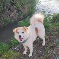 فروش سگ پا کوتاه بسیار زیبا