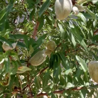 فروش باغ شهری 1500متری|فروش زمین و ملک کلنگی|مرودشت, ده بید|دیوار