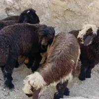 بره شیری زنده  ۸۰۰