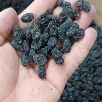 مویز ترکمن