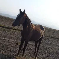 کره مادون 1سال7ماه