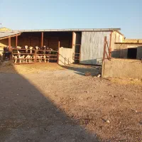 فروش یک واحد گاوداری|فروش دفتر صنعتی، کشاورزی، تجاری|دشتابی, |دیوار