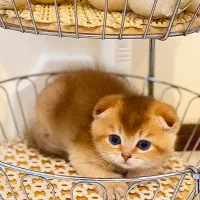 اسکاتیش فولد گلد