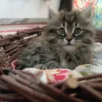 بچه گربه ماده مو بلند