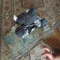 کبوتر|پرنده|قم, نوبهار|دیوار