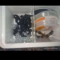 دستبند و گردنبند