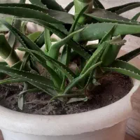 گل شاخ بزی|گل و گیاه طبیعی|مشهد, هنرور|دیوار