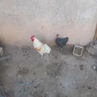 خروس جوون و مرغ تخم گذار