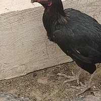 ۲مرغ لاری اصیل