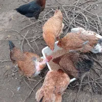 فروش مرغ محلی وگلپایگان و جوجه یکماه و نیم  آمروک