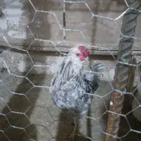 تخم مرغ گلین خال سوزنی و طوسی|حیوانات مزرعه|فرخ‌شهر, |دیوار