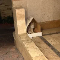 واگزاری گربه رایگان|گربه|تهران, بلوار کشاورز|دیوار