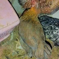 مرغ خروس لری. گلین|حیوانات مزرعه|خمینیشهر, |دیوار